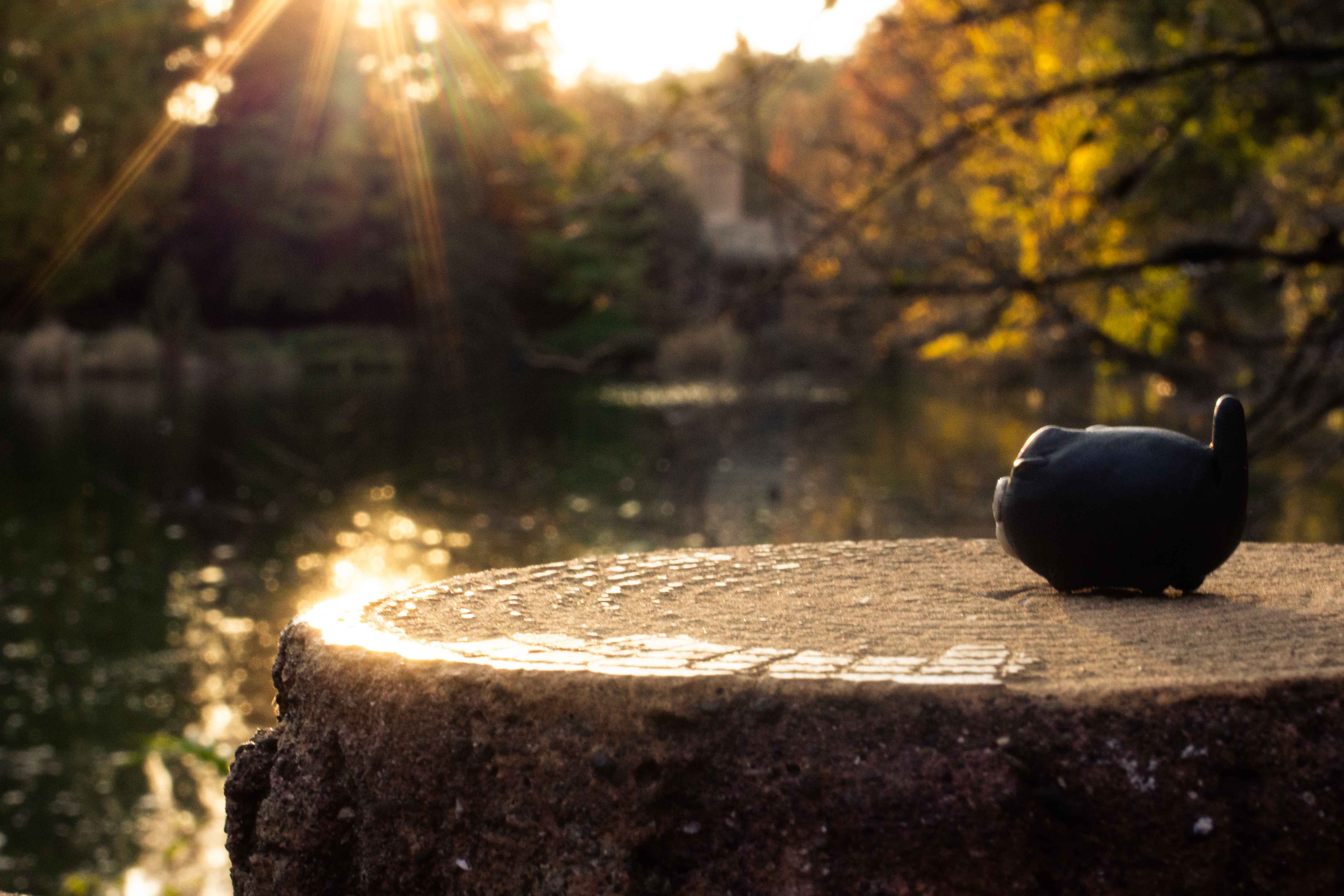 夕方の公園で湖を見つめるバット