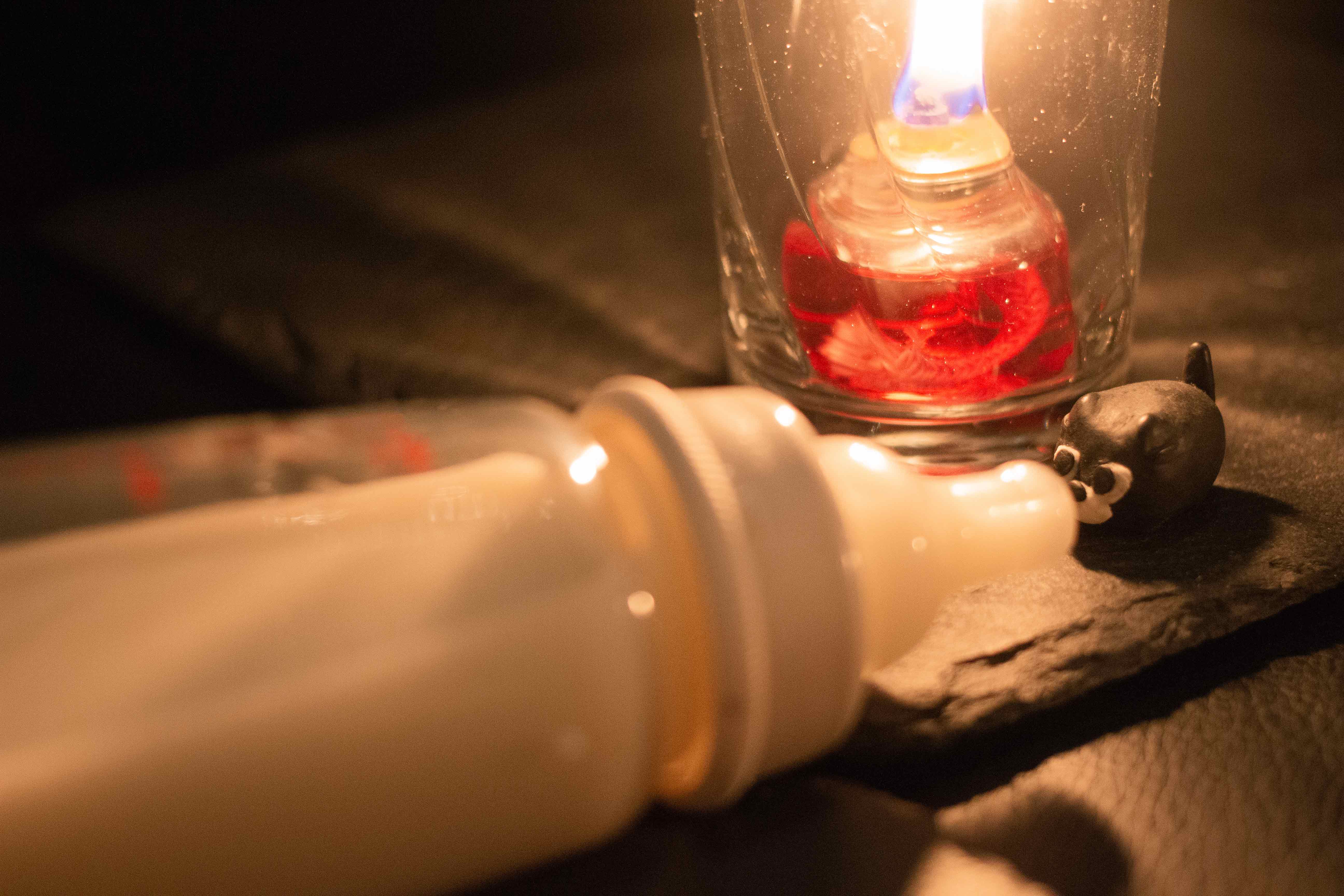 ミルクを飲むバット